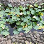 Water lilies from Maple garden